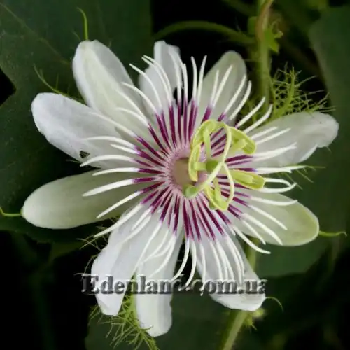 Изображение Пассифлора вонючая (гибискусолистная) - Passiflora foetida v.hibiscifolia