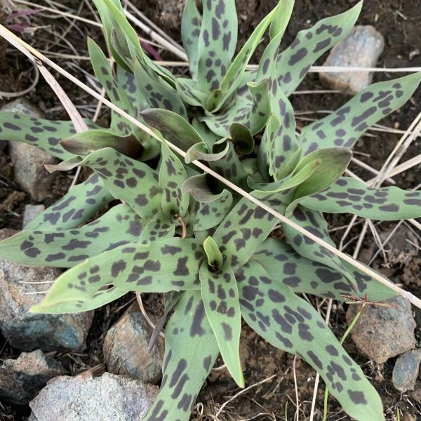 Изображение Ледебурия шершаволистная  - Ledebouria asperifolia