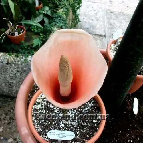 Зображення цветок