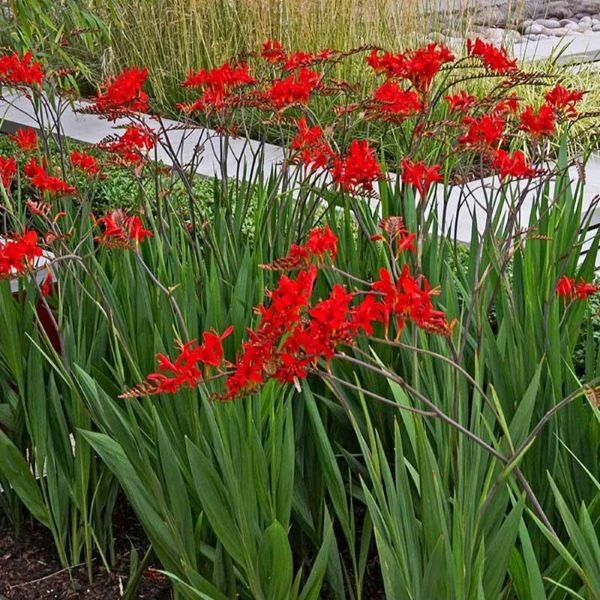 Изображение Крокосмия Новые гибриды  - Crocosmia New Hybrids 