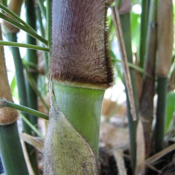 Изображение Дендрокаламус прямой - Dendrocalamus strictus 