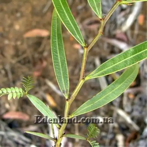 Изображение Акация крупножелезчатая - Acacia macradenia