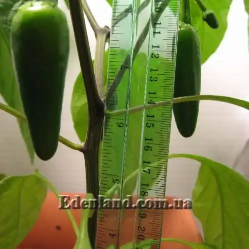 Зображення Перець Халапеньо - Jalapeno Pepper