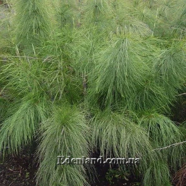 Изображение Родокома гигантская  - Rhodocoma gigantea