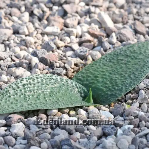 Изображение Массония щетинистая - Massonia echinata