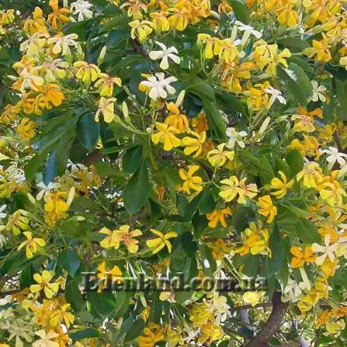 Изображение Гименоспорум желтый - Hymenosporum flavum