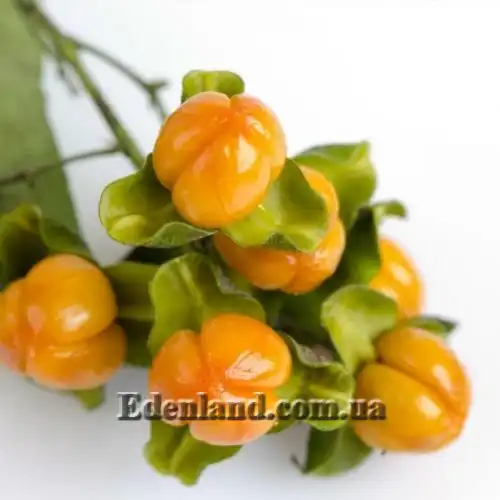 Изображение Целаструс метельчатый - Celastrus paniculatus