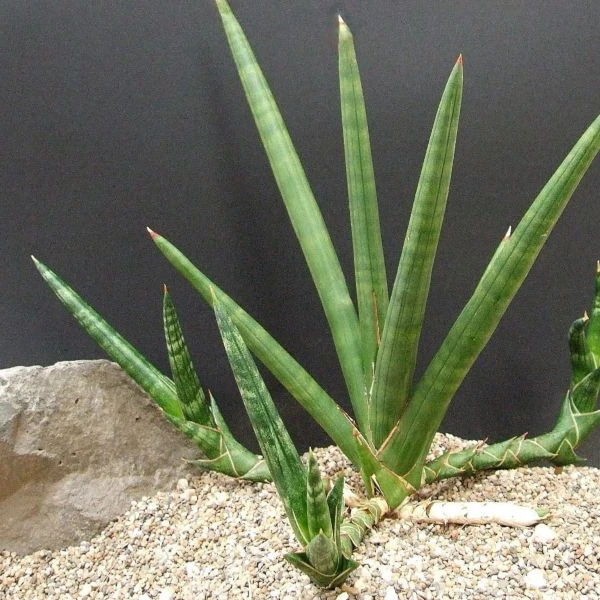 Зображення Драцена Пірсона - Dracaena pearsonii