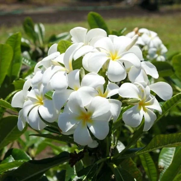 Изображение Плюмерия тупая  - Plumeria obtusa