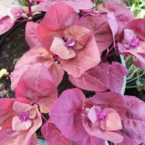 Изображение Атриплекс садовый  - Atriplex hortensis