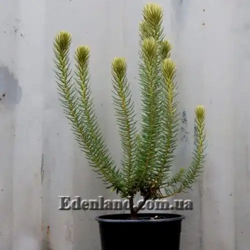 Изображение Филика пернатая - Phylica plumose 