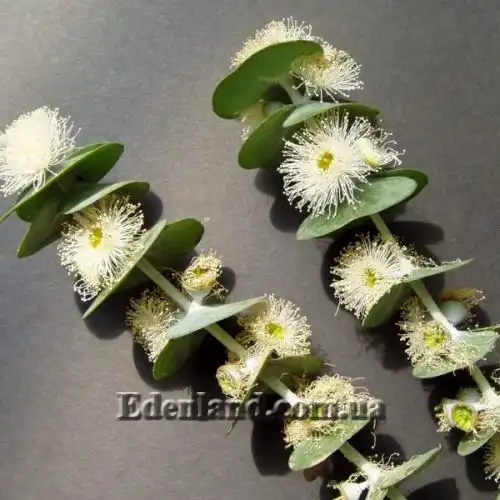 Изображение Эвкалипт припудренный Сорт Baby Blue - Eucalyptus pulverulenta