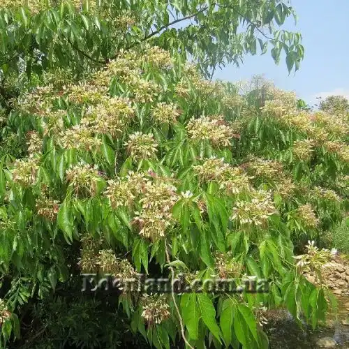 Изображение Кратева священная - Crateva religiosa