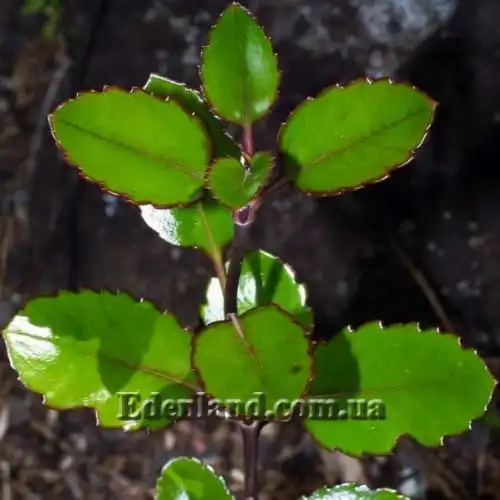 Изображение Вероника Халка - Veronica hulkeana
