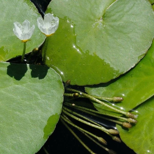 Изображение Нимфоидес водный - Nymphoides aquatica 