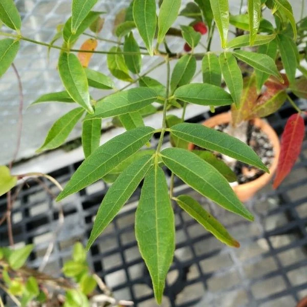 Зображення листя