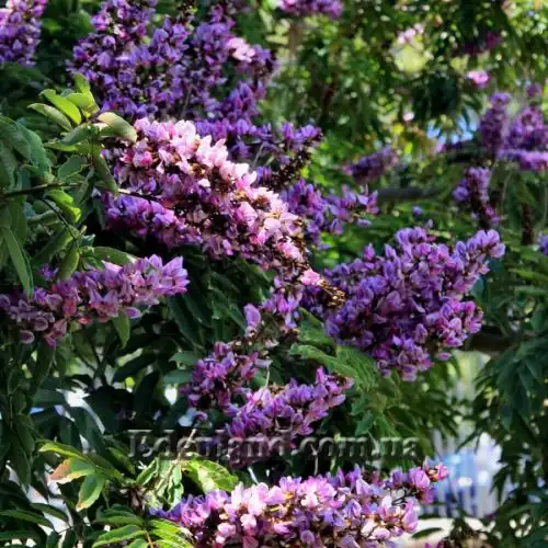 Зображення Мілетія велика - Millettia grandis