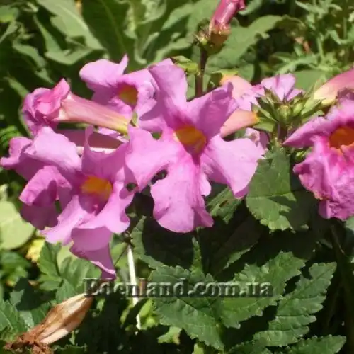 Зображення Інкарвілея Делавея - Incarvillea Delavayi