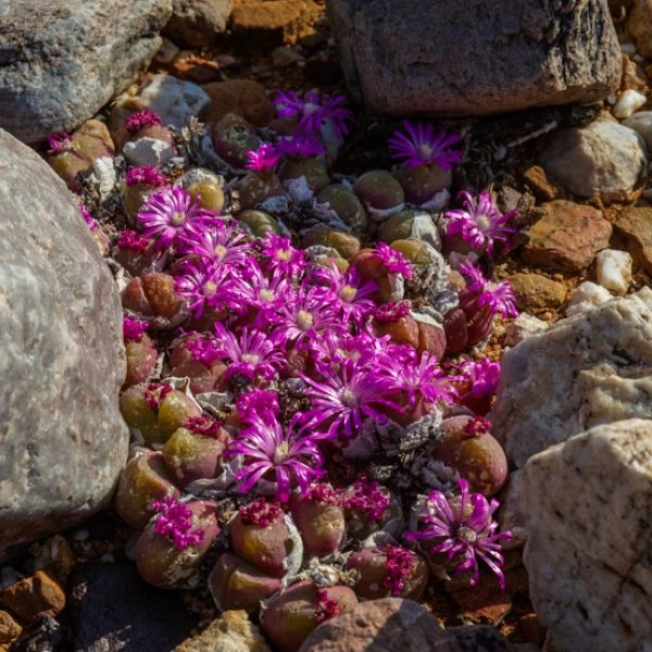 Зображення Гіббеум горіховидний - Gibbaeum nuciforme