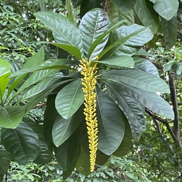 Зображення Спахея молочна - Spachea lactescens  