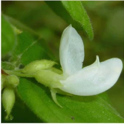 Зображення Філлодій гарний - Phyllodium pulchellum 