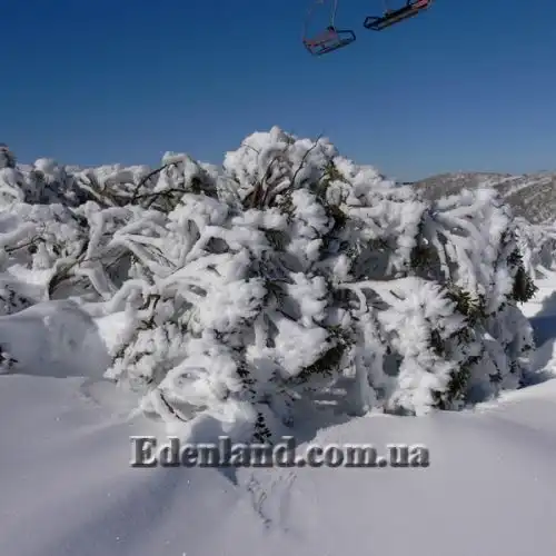 Зображення Евкаліпт малоквітковий - Eucalyptus pauciflora subsp. niphophila