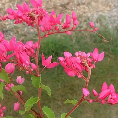 Антигонон тонкуватий