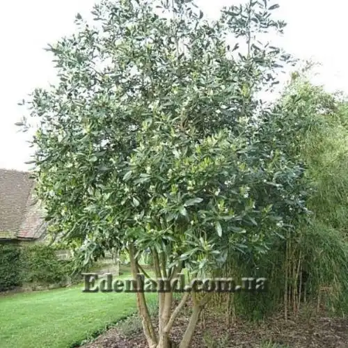 Изображение Дримис Винтера - Drimys winteri