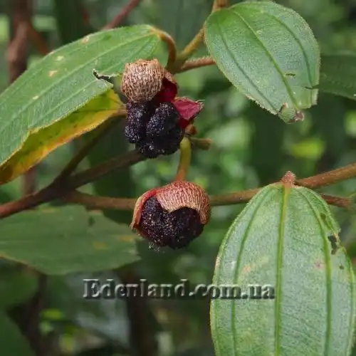 Изображение Меластома малабарская - Melastoma malabathricum