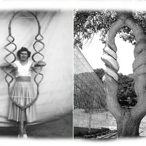 Изображение Цирк деревьев