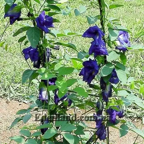 Clitoria TERNATEA WHITE или Клитория Тройчатая Белая (семена)