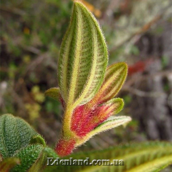 Зображення Тібухіна гросса - Tibouchina grossa