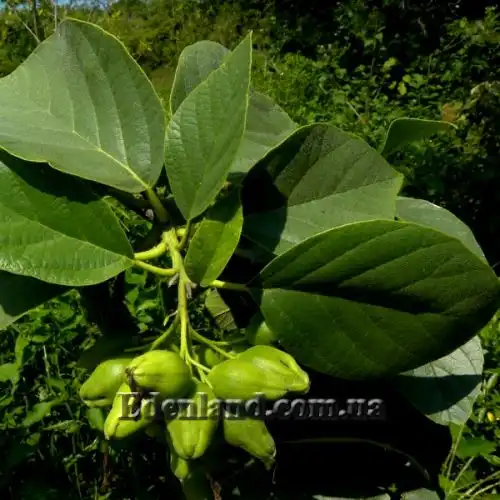 Зображення Кордія Себестена - Cordia sebestena
