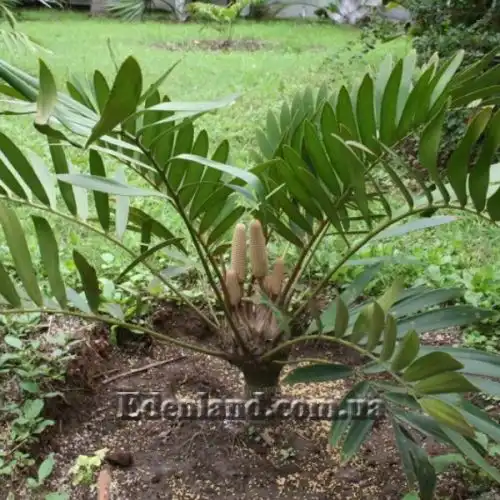 Изображение Замия шершавая - Zamia furfuracea 