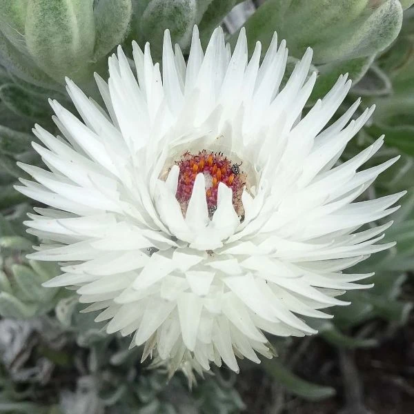 Изображение Синкарфа одетая  - Syncarpha vestita 