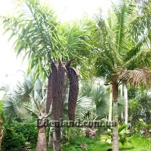 Изображение Валличия (валлихия) двухрядная - Wallichia disticha