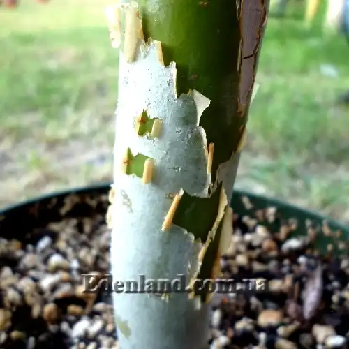 Изображение кора