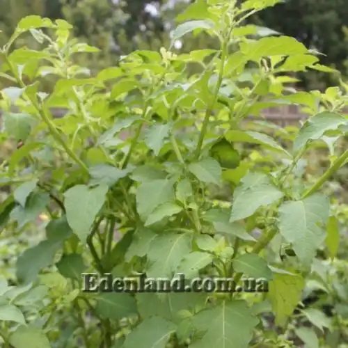 Изображение Джалтомата лежачая  - Jaltomata procumbens