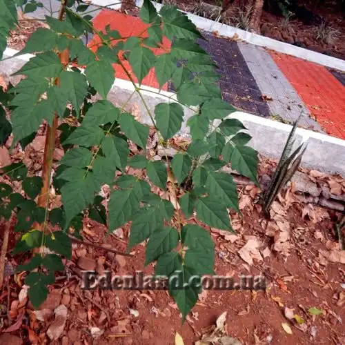 Изображение Миллингтония садовая - Millingtonia hortensis 