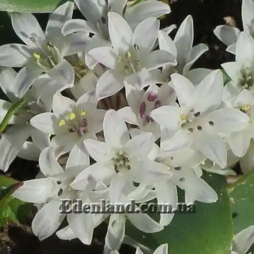 Изображение Лахеналия мечелистная - Lachenalia ensifolia