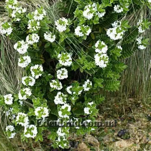 Изображение Вероника Эллиптическая - Veronica elliptica