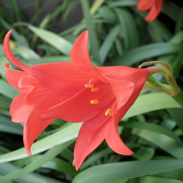 Изображение Циртантус кроваво-красный  - Cyrtanthus sanguineus