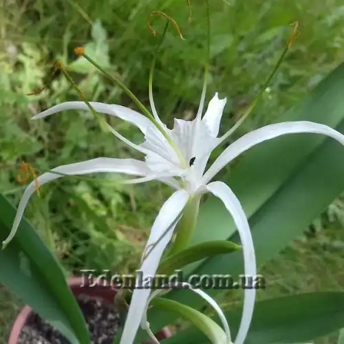 Изображение цветок