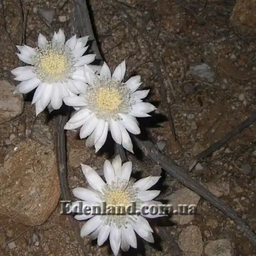 Изображение Пениоцереус полосатый - Peniocereus striatus