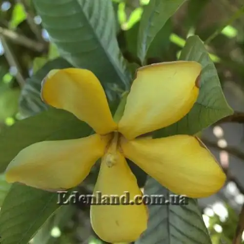 Изображение Гардения золотая - Gardenia sootepensis