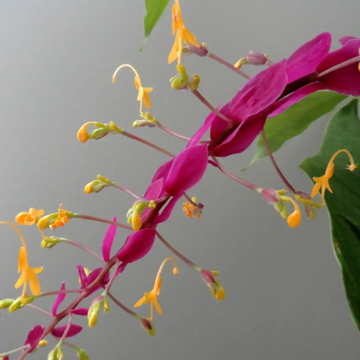 Зображення суцвіття