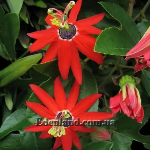 Пасифлора рукавична - Passiflora manicata