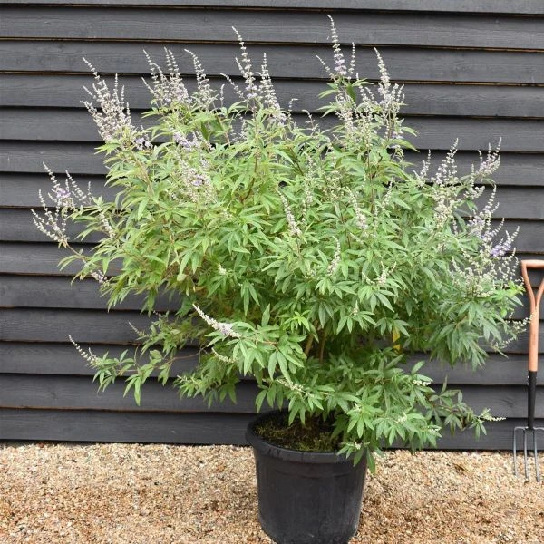 Изображение Витекс священный  - Vitex agnus - castus