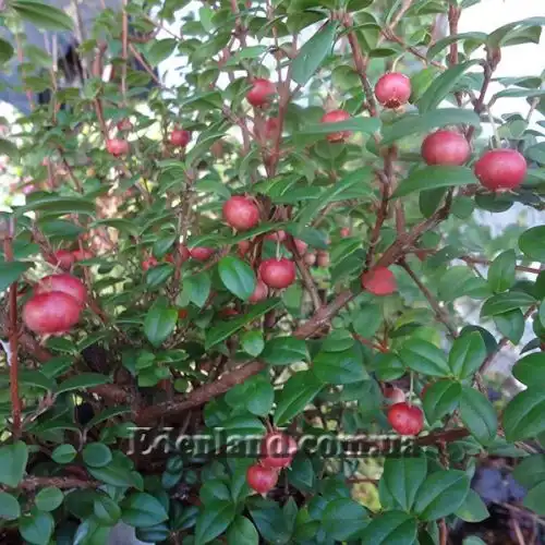 Изображение Угни Молины - Ugni molinae