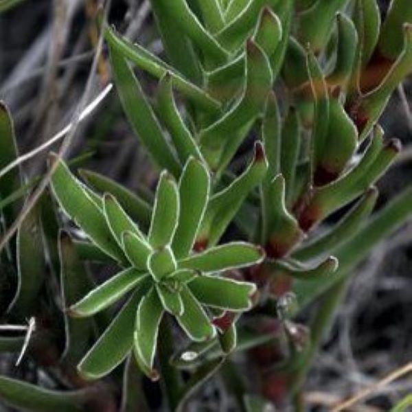 Зображення Крассула пучкувата - Crassula fascicularis  